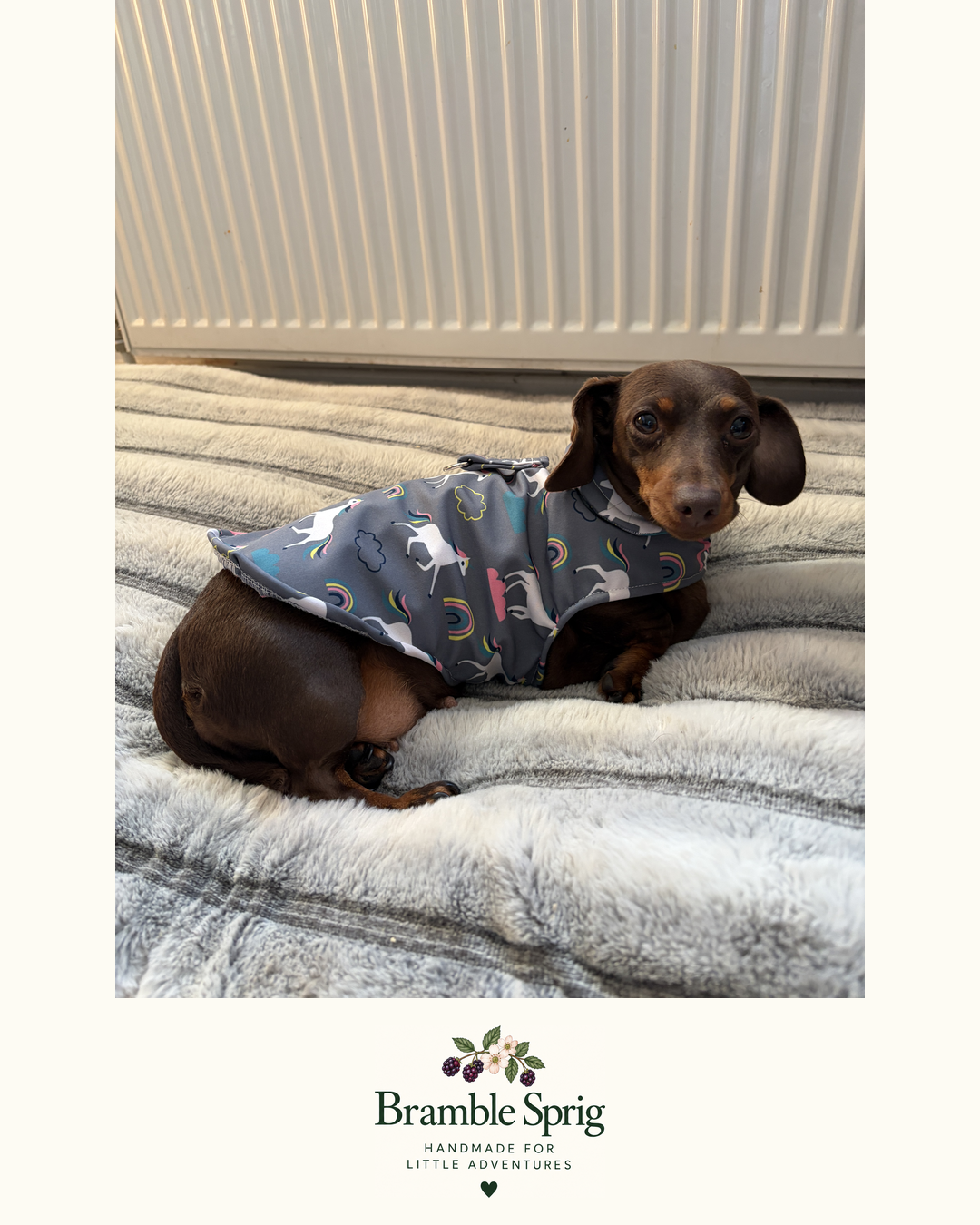 Brown dachshund wearing a Bramble Sprig patterned coat